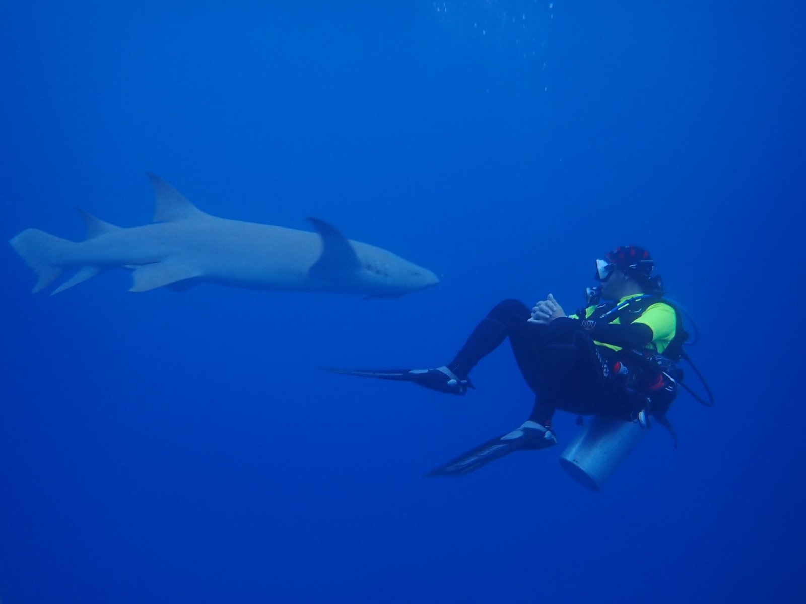 Diver and nurse shark in blue water