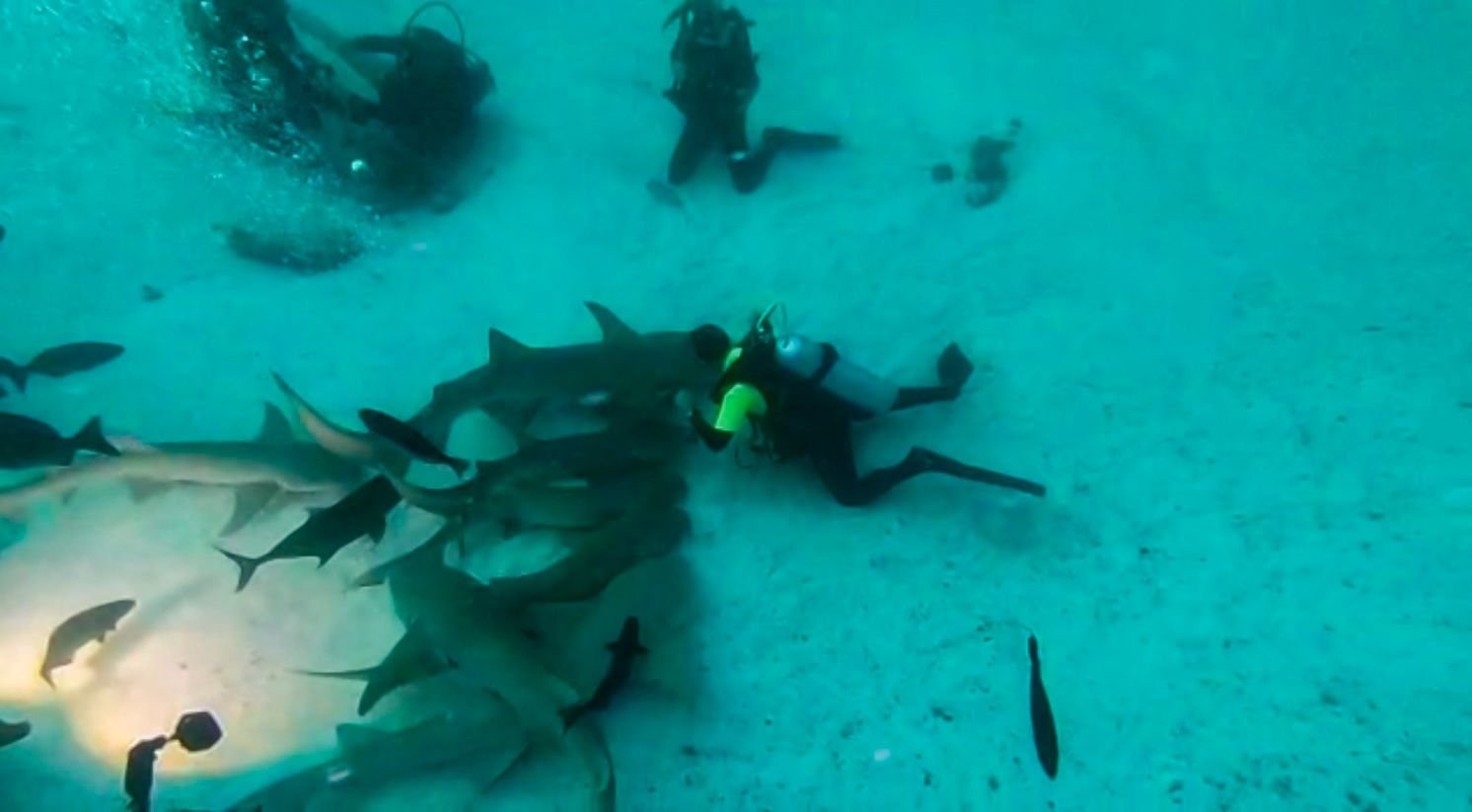Diver surrounded by nurse sharks