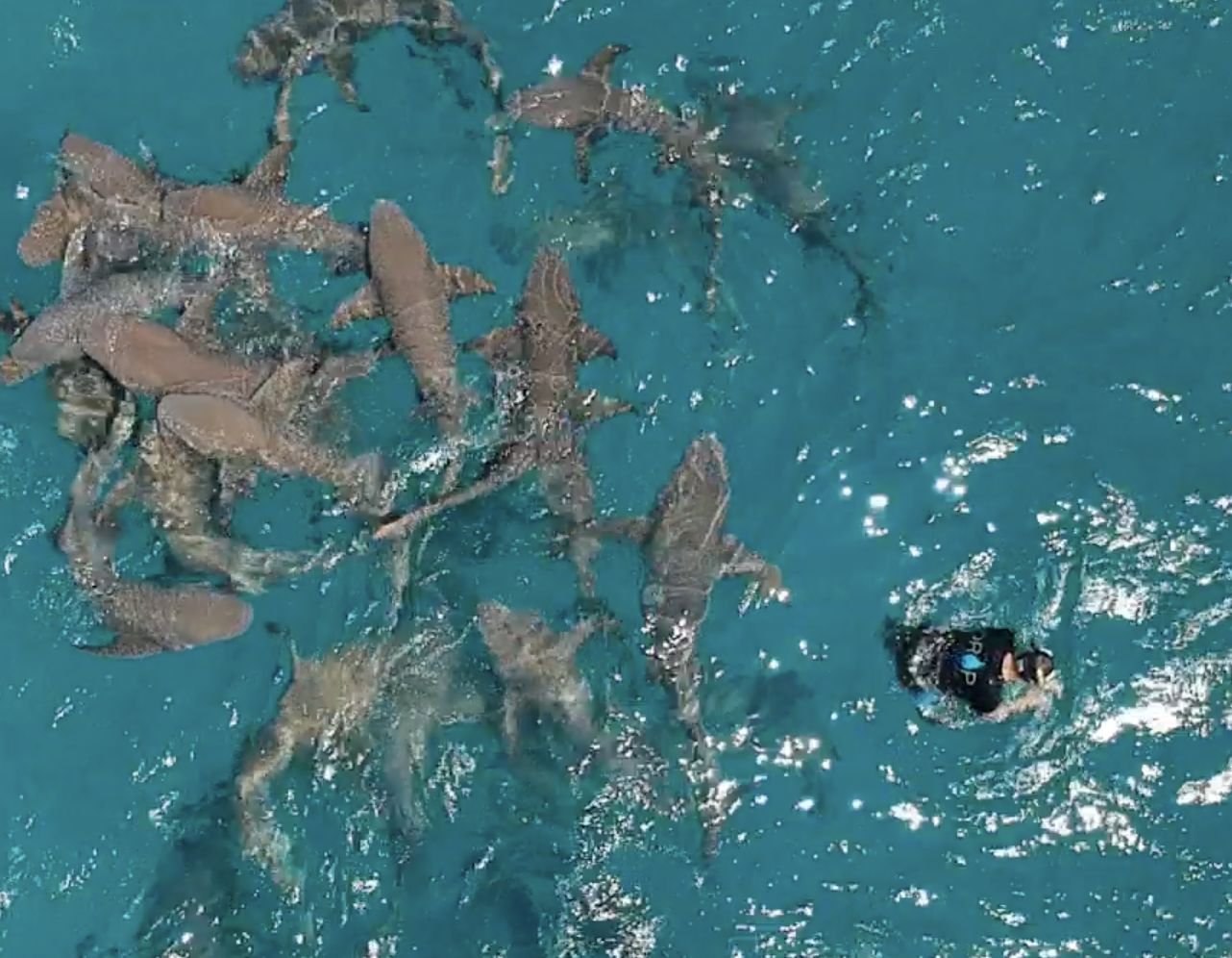 Swimmer next to a group of nurse sharks, from the air