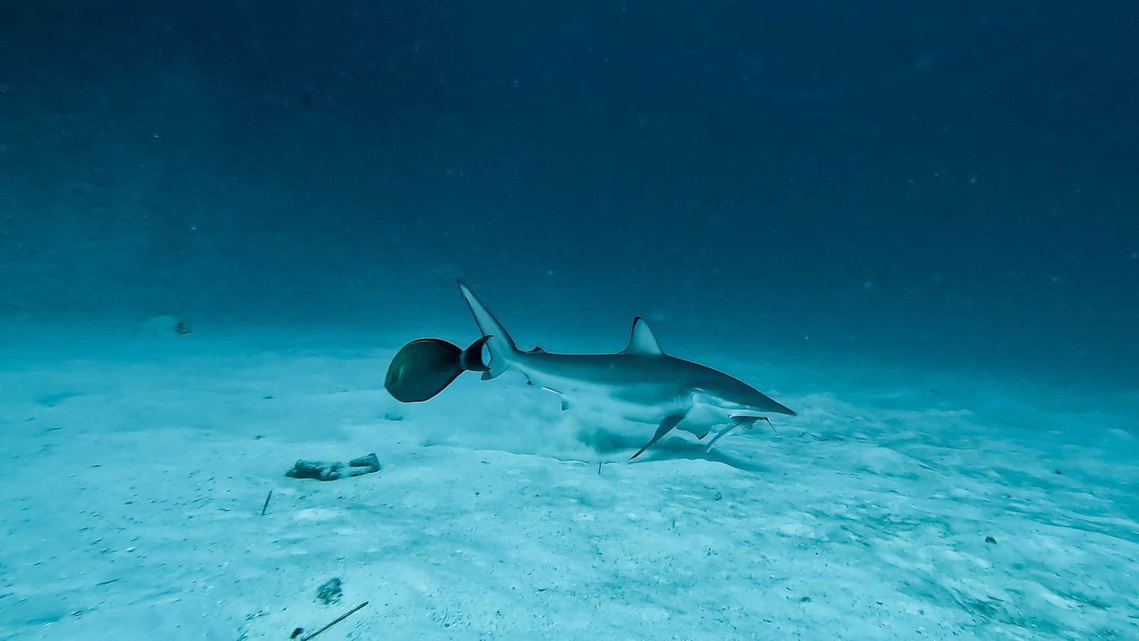 Reef shark over the sand