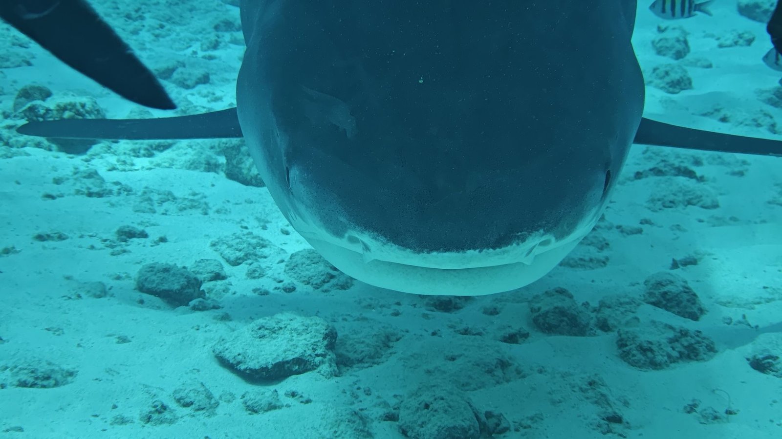 Tiger shark face to face